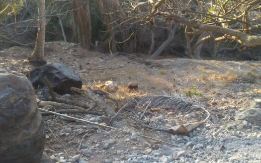 LOT CAROLINA – PARCEL 3