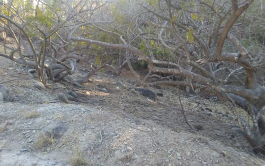 LOT CAROLINA – PARCEL 2