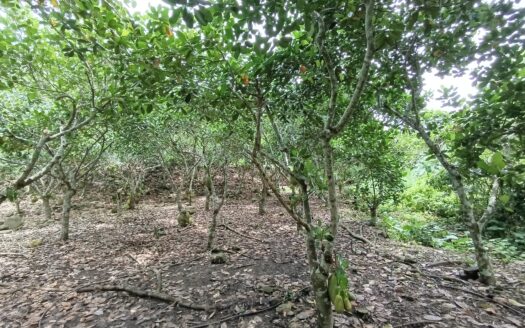PEQUEÑA HUERTA, THE LITTLE ORCHARD