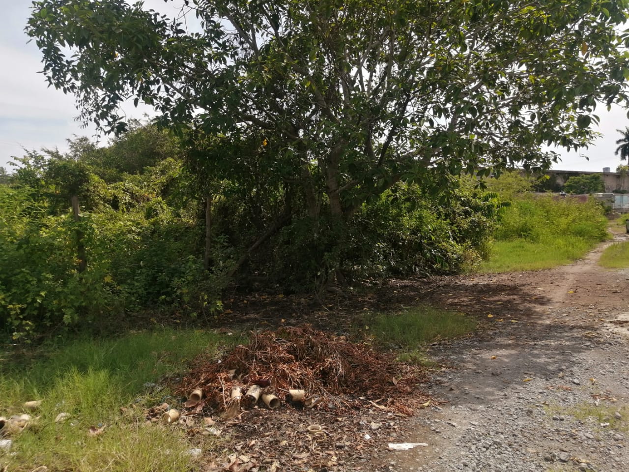 Lote Angeles