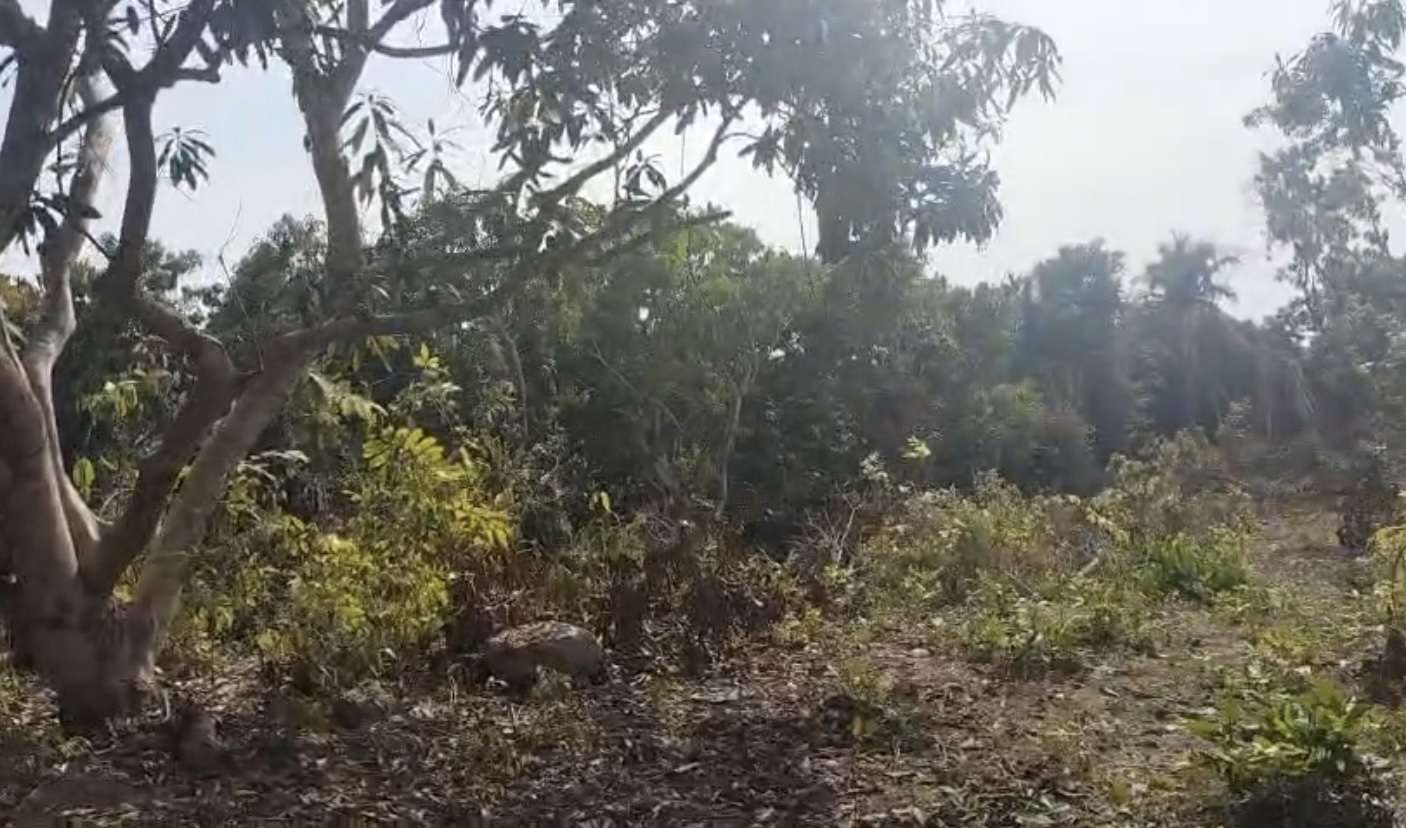 Pacela Vista las Brisas