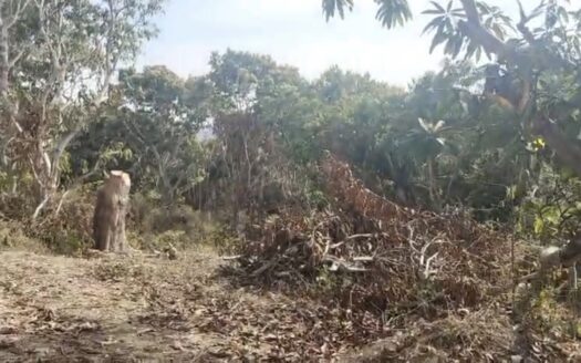 PACELA VISTA LAS BRISAS