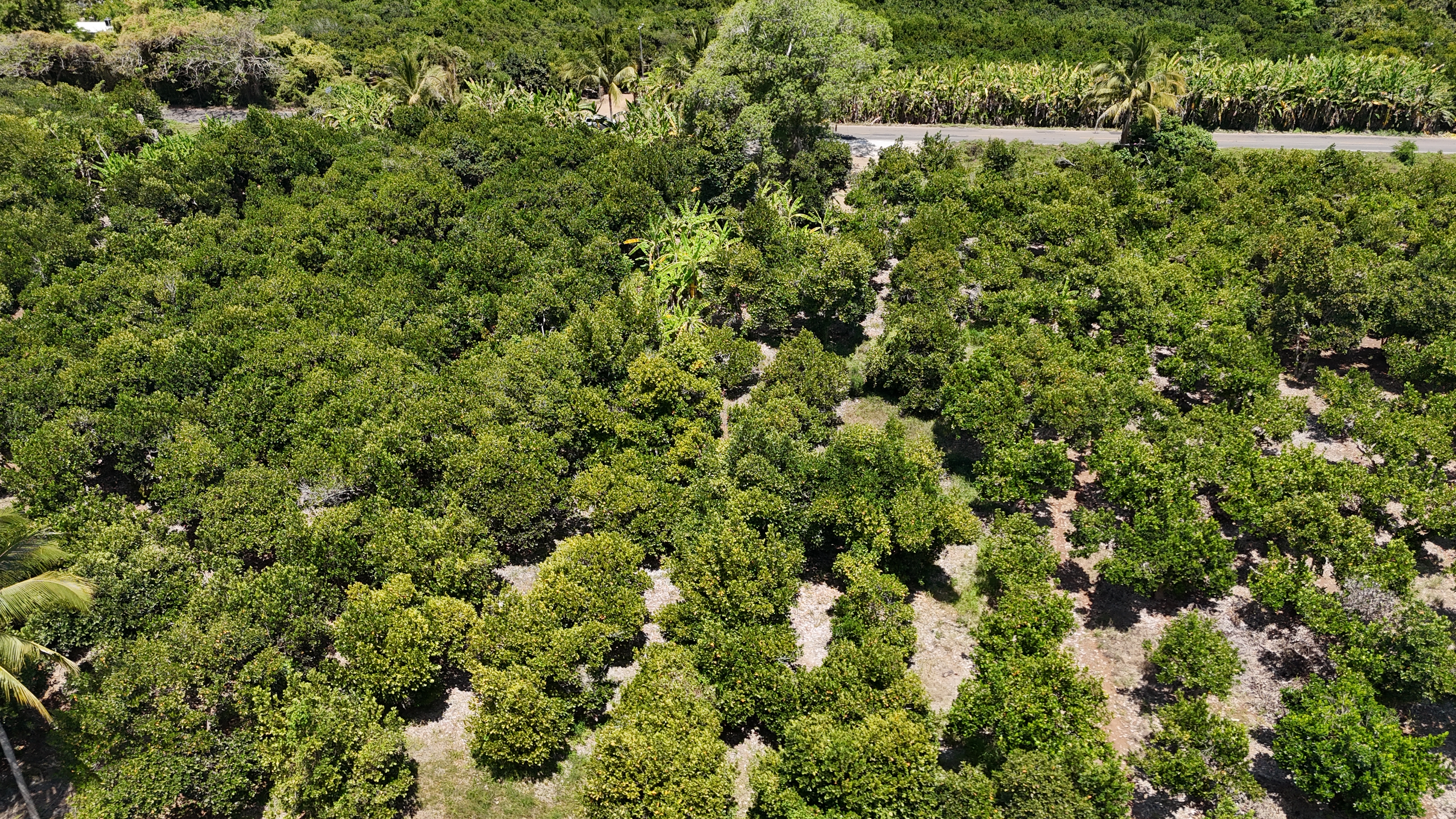 Lote Santa Cruz