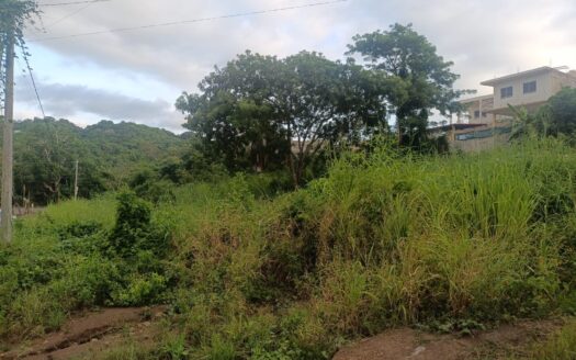 LOTE TEPIQUEÑO